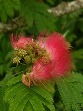 Mimosa, Silk Tree, Albizia julibrissin